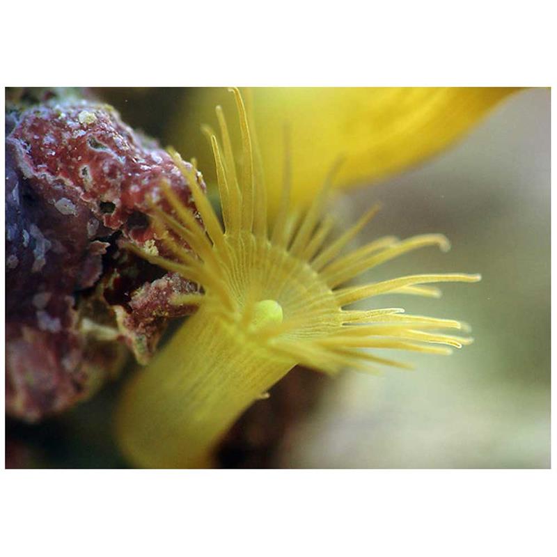 Corali Parazoanthus sp. (galbeni) - imagine 4